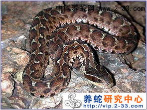 紧急求生，被毒蛇咬后，是立即杀蛇还是先就医？